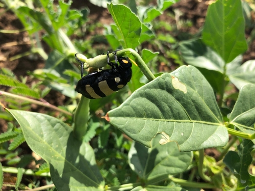 CMR Blisterbeetle
