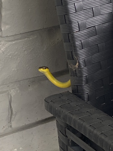 Common Tree Snake sighting