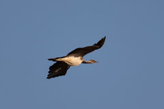 Ludwig's Bustard photo 5