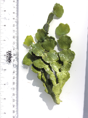Halimeda discoidea