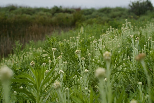 iNaturalist observation photo of cottonbatting plant