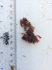 Dasya spinuligera
