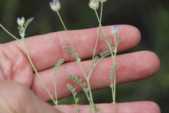 Astragalus didymocarpus