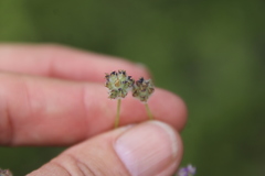 Astragalus didymocarpus