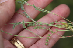 Astragalus didymocarpus