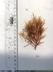 Gracilaria