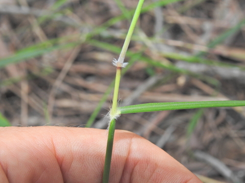 Image of Scented Top (Capillipedium parviflorum) by (c) Scott W. Gavins, some rights reserved (CC BY)