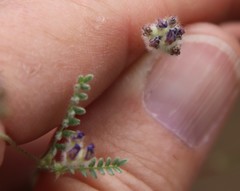 Astragalus didymocarpus