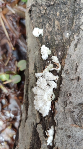 Schizophyllum commune