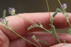 Astragalus didymocarpus