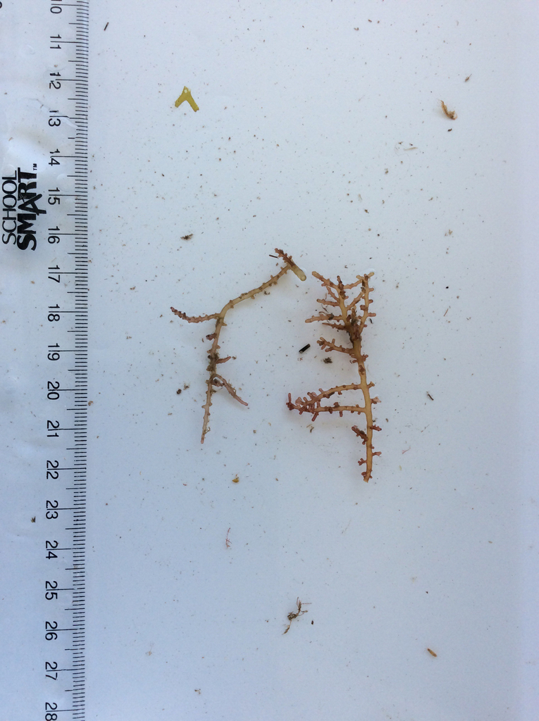Laurencia intricata (Laurencia intricata)