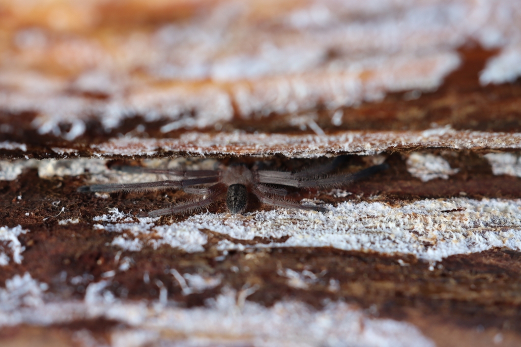 Social Huntsman Spider from Belanglo NSW 2577, Australia on April 14 ...