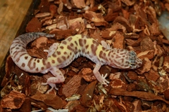 Coleonyx