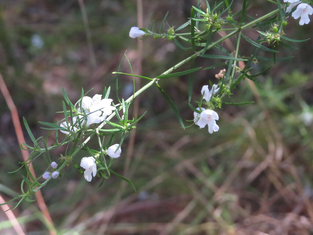 Westringia longifolia; photograph (c) ian_mcallan, some rights reserved (CC BY)