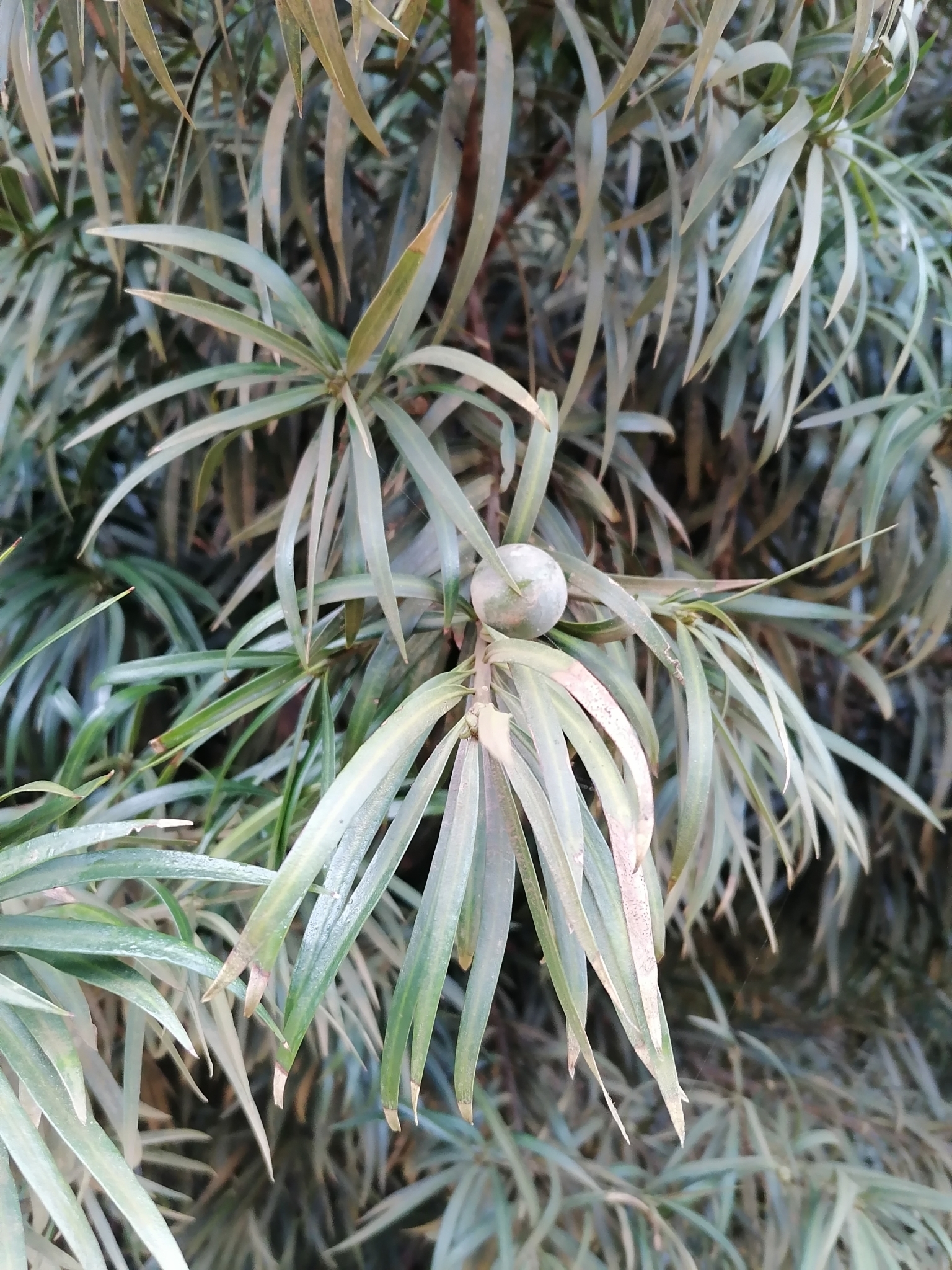 sansevieria preis Sansevieria Trifasciata 'Grey Stripe' (Bogenhanf) – Foliage Dreams main image 0