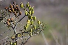 Larrea tridentata
