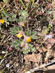 Acmispon brachycarpus