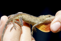 Anolis mariarum