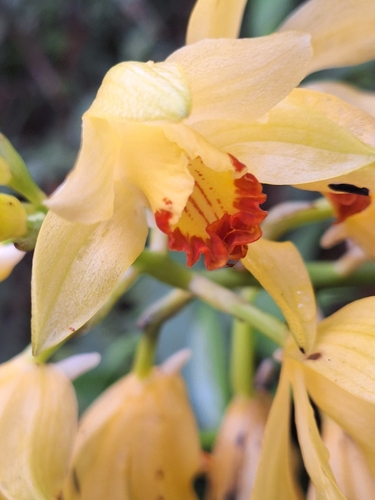 Phaius flavus iNat (2)