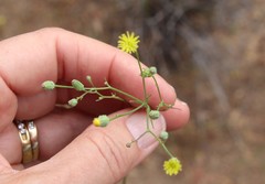 Malacothrix clevelandii
