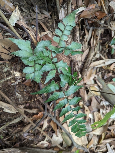 Lindsaea javanensis iNat (3)