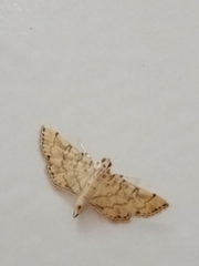 Lamprosema tampiusalis