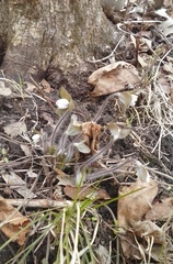 Hepatica americana