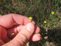 Malacothrix clevelandii