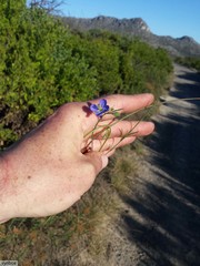 Heliophila linearis linearifolia
