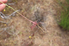 Malacothrix clevelandii