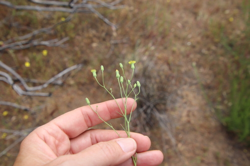 Image of Malacothrix clevelandii by (c) Millie Basden, some rights reserved (CC BY)