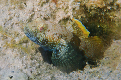 Brown Goby photo 2