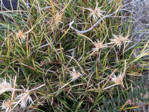 Carpha nivicola, 2024-04-19
