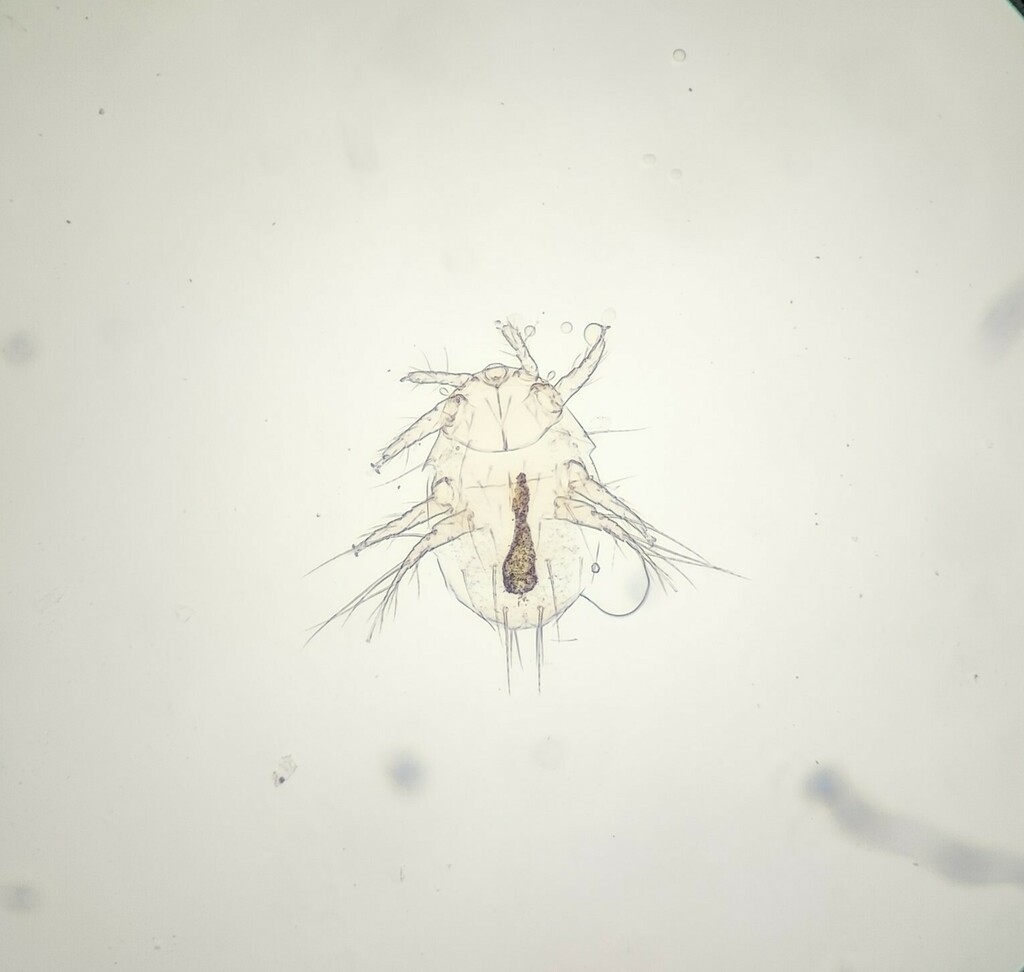 Neopygmephoridae