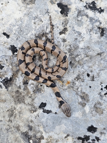 Black headed snake