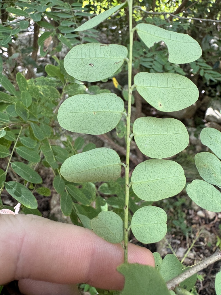 Phyllanthus novae-hollandiae