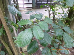 Polyscias guilfoylei