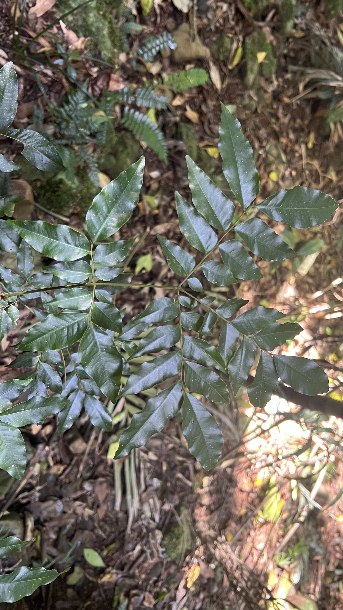 Snow Wood (Pararchidendron pruinosum)