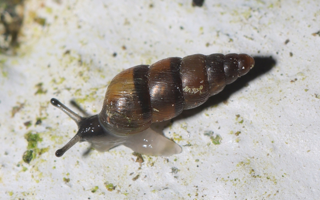 Balea heydeni