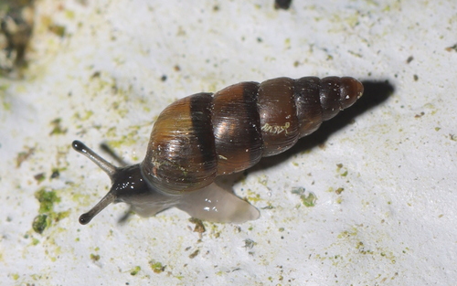 Balea heydeni