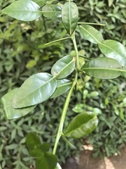 Citrus hystrix