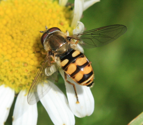 Migrant Hover Fly