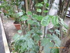 Polyscias guilfoylei