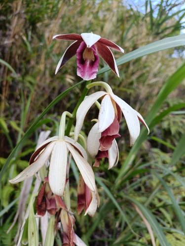 Image of Calanthe tankervilleae by no rights reserved