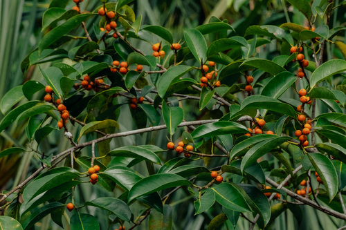 Ficus sumatrana observed 2024-04-18