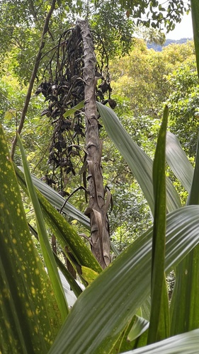 Doryanthes palmeri