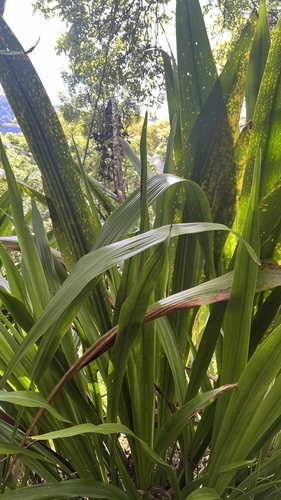 Doryanthes palmeri