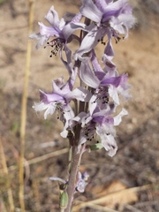 Delphinium wootonii
