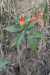 Lobelia laxiflora image