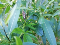 Holhymenia histrio
